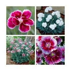 8 x Dianthus Alpine Plants | Fun and Fragrant Collection | 1L Pots