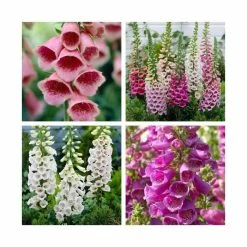 8 x Digitalis Plants | Pretty Foxglove Collection | 1L Pots