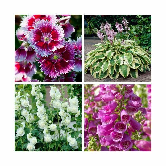8 x Perennials (Lupin, Hosta, Digitalis, Dianthus, Alcea) | 1L Pots 1 8 x Perennials (Lupin, Hosta, Digitalis, Dianthus, Alcea) | 1L Pots