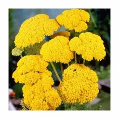 Achillea Collection | 4 x 10.5cm Pots -Pink Plants Shop P5000COL8 add image 2 d49d