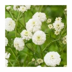 Achillea Collection | 4 x 10.5cm Pots -Pink Plants Shop P5000COL8 add image 3 7125