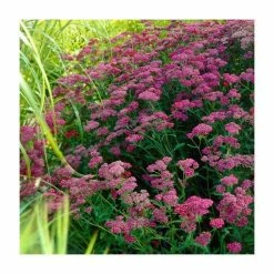 Achillea Collection | 4 x 10.5cm Pots -Pink Plants Shop P5000COL8 add image 4 315c