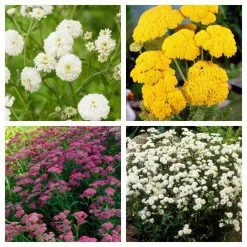 Achillea Collection | 4 x 10.5cm Pots