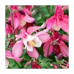 Aquilegia Collection | 4 x 10.5cm Pots 7 Aquilegia Collection | 4 x 10.5cm Pots -Pink Plants Shop P5000COL9 add image 2 3d25