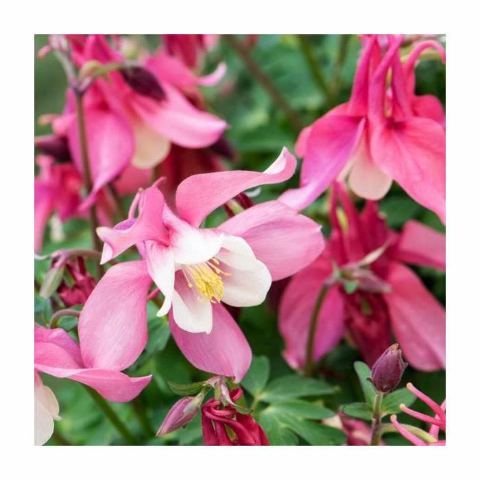 Aquilegia Collection | 4 x 10.5cm Pots 3 Aquilegia Collection | 4 x 10.5cm Pots - Image 3