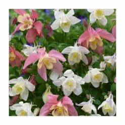 Aquilegia Collection | 4 x 10.5cm Pots 9 Aquilegia Collection | 4 x 10.5cm Pots -Pink Plants Shop P5000COL9 add image 4 a4a5