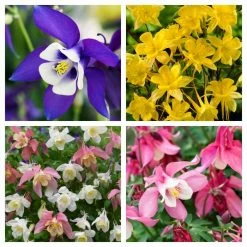 Aquilegia Collection | 4 x 10.5cm Pots