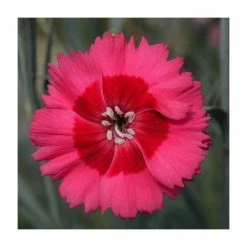 Dianthus Cocktail 'Cosmopolitan' | 2L Pot