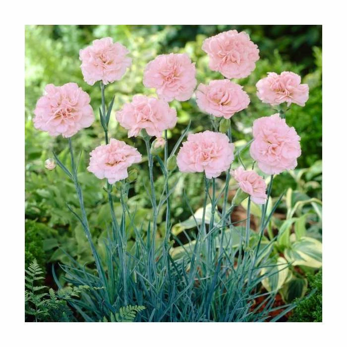Dianthus 'Candy Floss' | 2L Pot 1 Dianthus 'Candy Floss' | 2L Pot