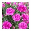Dianthus 'Tickled Pink' | 2L Pot