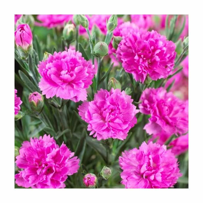 Dianthus 'Tickled Pink' | 2L Pot 1 Dianthus 'Tickled Pink' | 2L Pot