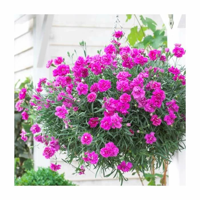 Dianthus 'Tickled Pink' | 2L Pot 2 Dianthus 'Tickled Pink' | 2L Pot - Image 2
