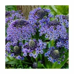 Scilla peruviana | 2L Pot