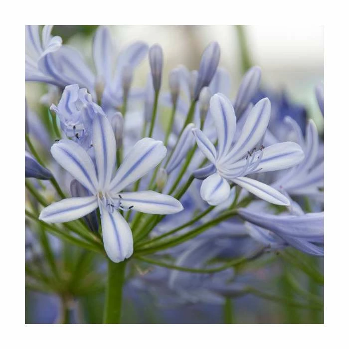 Agapanthus 'Sweet Surprise' | 3L Pot 1 Agapanthus 'Sweet Surprise' | 3L Pot