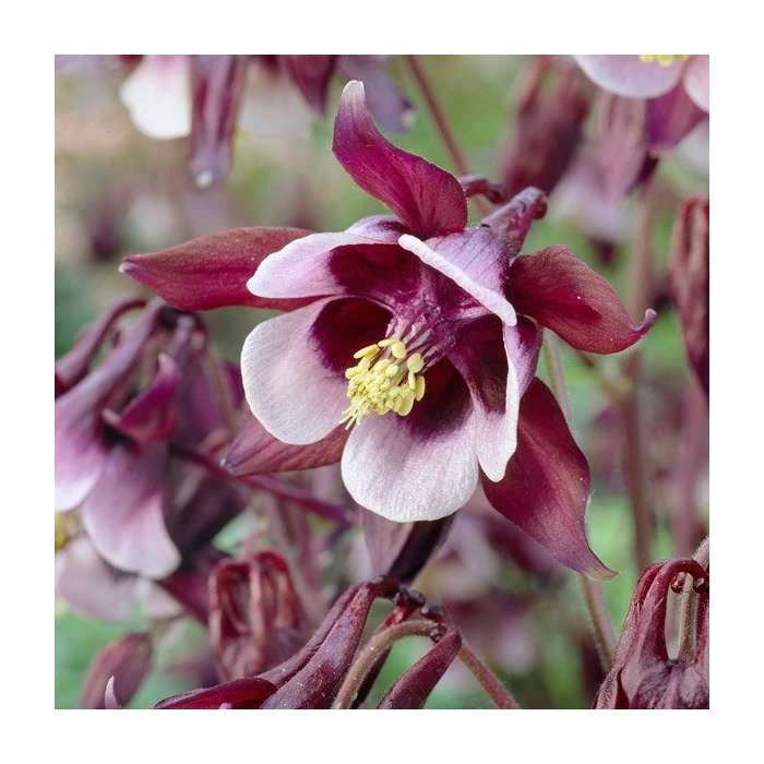 Aquilegia 'William Guinness' | Granny's Bonnet 1 Aquilegia 'William Guinness' | Granny's Bonnet