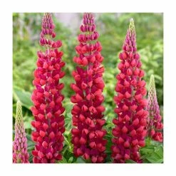Lupin 'Red Rum' | 2L Pot | West Country