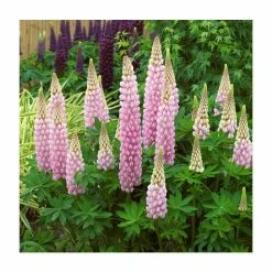 Lupin 'Blossom' | 5L Pot | West Country