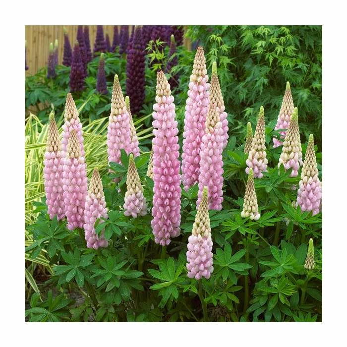 Lupin 'Blossom' | 5L Pot | West Country 1 Lupin 'Blossom' | 5L Pot | West Country
