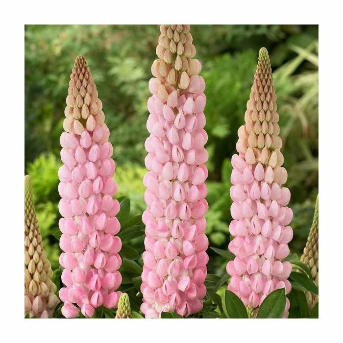 Lupin 'Blossom' | 5L Pot | West Country 2 Lupin 'Blossom' | 5L Pot | West Country - Image 2