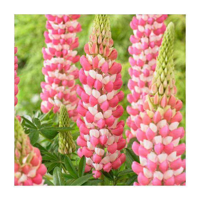 Lupin 'Rachel De Thame' | 5L Pot | West Country 1 Lupin 'Rachel De Thame' | 5L Pot | West Country