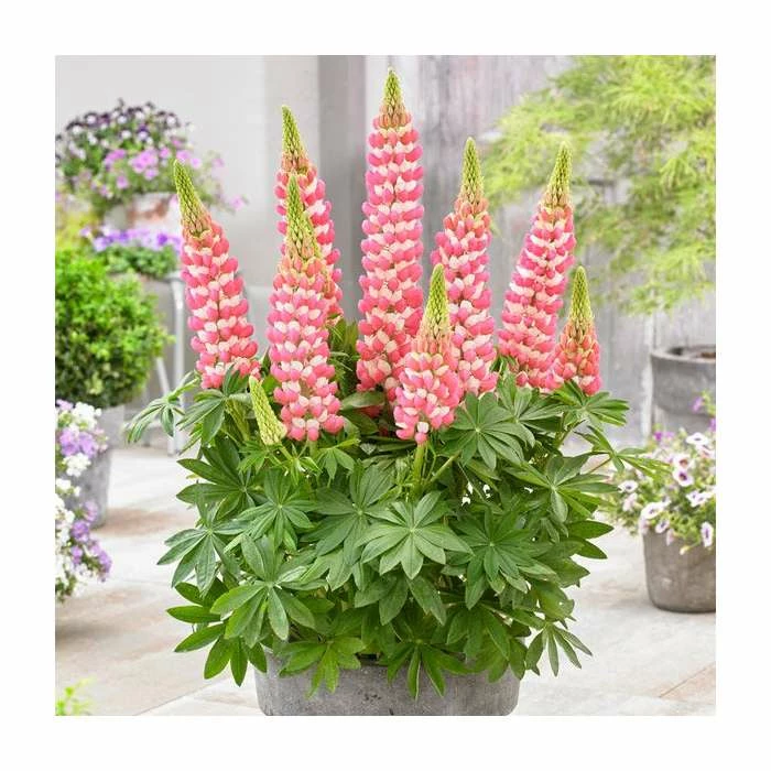 Lupin 'Rachel De Thame' | 5L Pot | West Country 2 Lupin 'Rachel De Thame' | 5L Pot | West Country - Image 2