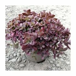 Sedum 'Sunsparkler Firecracker' | 3L Pot -Pink Plants Shop P50164 add image 1 fddf