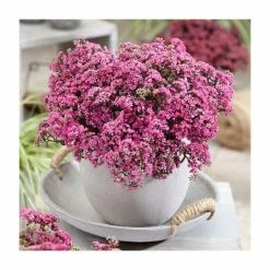 Sedum 'Sunsparkler Firecracker' | 3L Pot