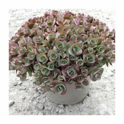 Sedum 'Sunsparkler Lime Zinger' | 3L Pot 5 Sedum 'Sunsparkler Lime Zinger' | 3L Pot -Pink Plants Shop P50165 add image 1 1d24