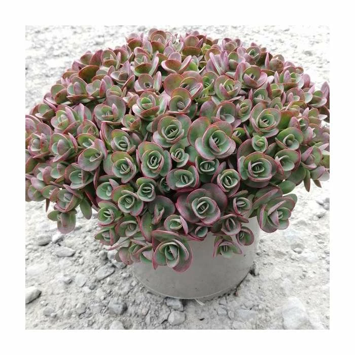 Sedum 'Sunsparkler Lime Zinger' | 3L Pot 3 Sedum 'Sunsparkler Lime Zinger' | 3L Pot - Image 3