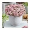 Sedum 'Sunsparkler Lime Zinger' | 3L Pot