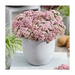 Sedum 'Sunsparkler Lime Zinger' | 3L Pot
