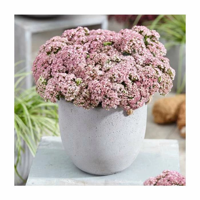 Sedum 'Sunsparkler Lime Zinger' | 3L Pot 1 Sedum 'Sunsparkler Lime Zinger' | 3L Pot