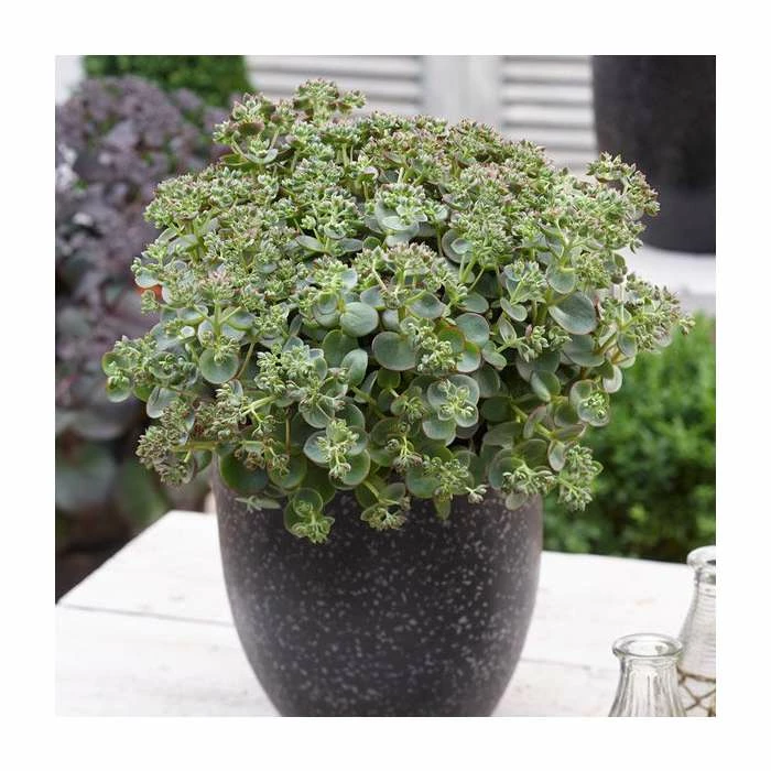 Sedum 'Sunsparkler Lime Zinger' | 3L Pot 2 Sedum 'Sunsparkler Lime Zinger' | 3L Pot - Image 2