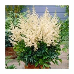 Astilbe 'Diamant' | 3L Pot