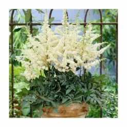 Astilbe 'Ellie' | 3L Pot