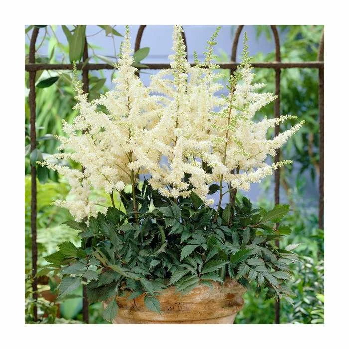 Astilbe 'Ellie' | 3L Pot 1 Astilbe 'Ellie' | 3L Pot