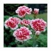 Dianthus Scented 'Sugar Plum' | 2L Pot