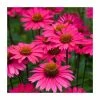 Echinacea 'Sensation Pink' | 3L Pot