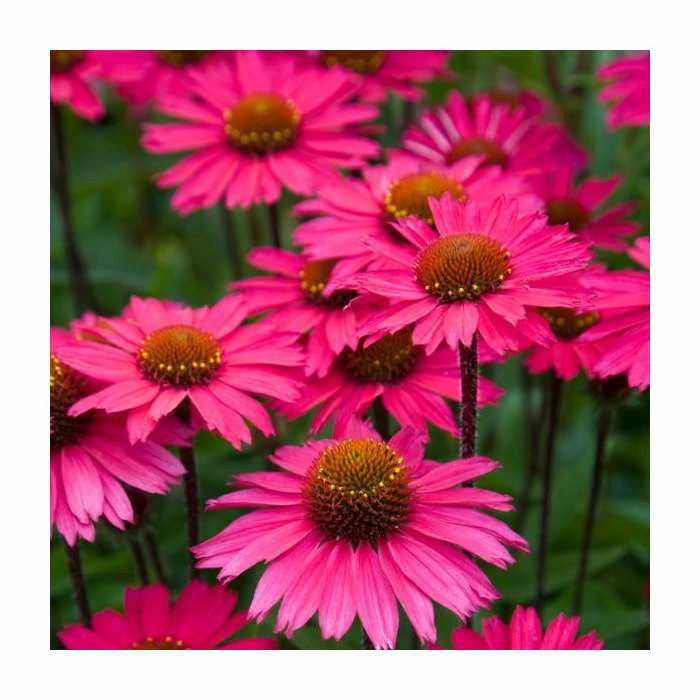 Echinacea 'Sensation Pink' | 3L Pot 1 Echinacea 'Sensation Pink' | 3L Pot