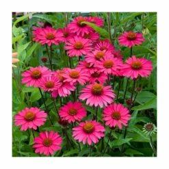 Echinacea 'Sensation Pink' | 3L Pot 3 Echinacea 'Sensation Pink' | 3L Pot -Pink Plants Shop P50322 rollover image d44a