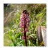 Eucomis 'Aloha Kona' | 3L Pot