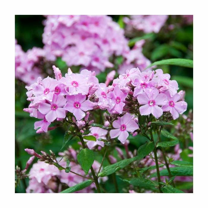 Phlox 'Sweet Summer Ditoran Salmon Orange Dark Eye' | 3L Pot 1 Phlox 'Sweet Summer Ditoran Salmon Orange Dark Eye' | 3L Pot