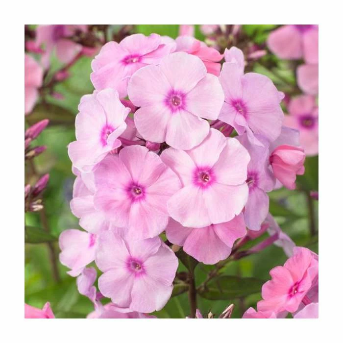 Phlox 'Sweet Summer Ditosse Soft Pink' | 3L Pot 1 Phlox 'Sweet Summer Ditosse Soft Pink' | 3L Pot