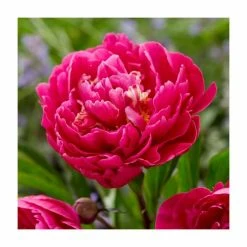 Paeonia lactiflora 'Karl Rosenfield' Bulb | Top Size | Peony