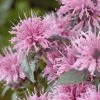 Monarda 'Sugar Buzz Pink Frosting' | 13cm Pot