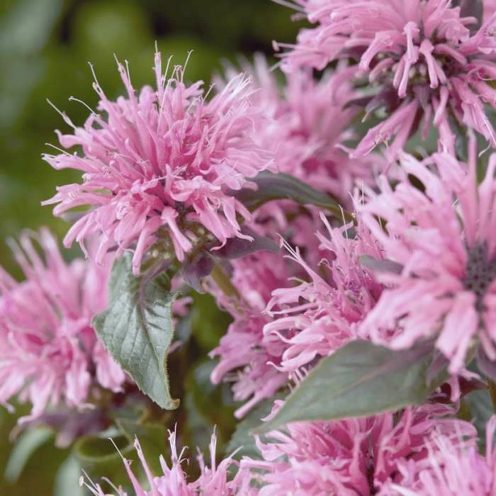 Monarda 'Sugar Buzz Pink Frosting' | 13cm Pot 1 Monarda 'Sugar Buzz Pink Frosting' | 13cm Pot