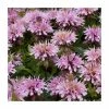 Monarda 'Sugar Buzz Lilac Lollipop' | 13cm Pot