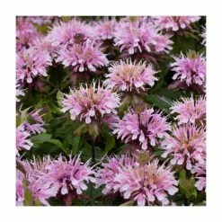Monarda 'Sugar Buzz Lilac Lollipop' | 13cm Pot