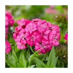 Dianthus 'Barbatus Barbarini' Rose | 13m Pot