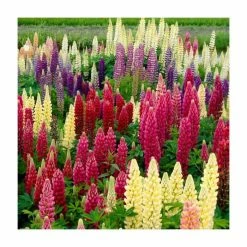 Cottage Garden Perennial Collection | 3x 9cm Pots -Pink Plants Shop PCOL11 add image 3 eb92